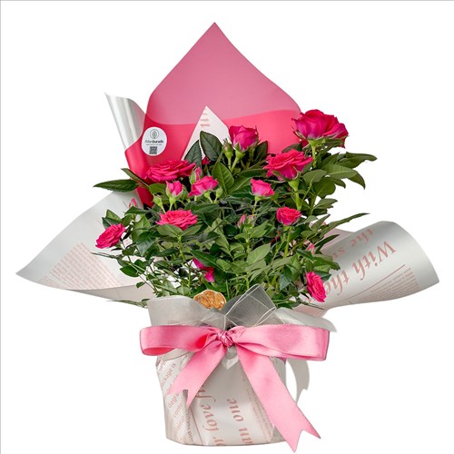 Pembe Minyatür Gül (Mini Rose) Hediye Paketli
