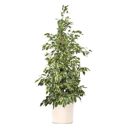 Benjamin (Ficus Benjamina Starlight) Ruby