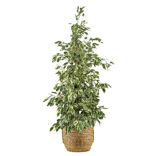 Benjamin (Ficus Benjamina Starlight) Hasır Saksılı