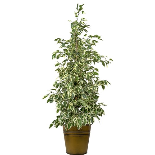 Benjamin (Ficus Benjamina Starlight) Metal Saksılı
