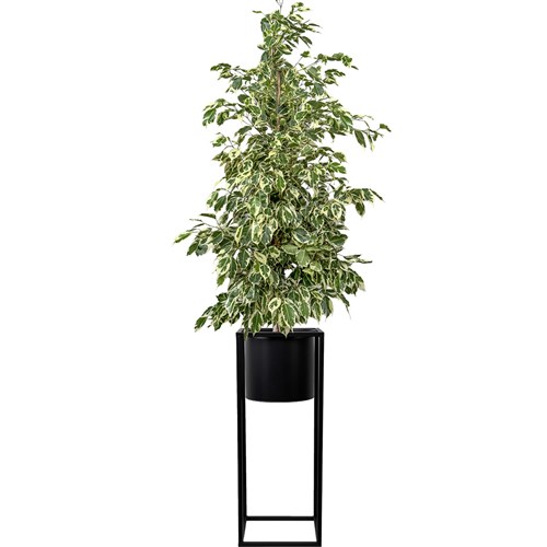 Benjamin (Ficus Benjamina Starlight) Ayaklı Siyah Metal Saksılı