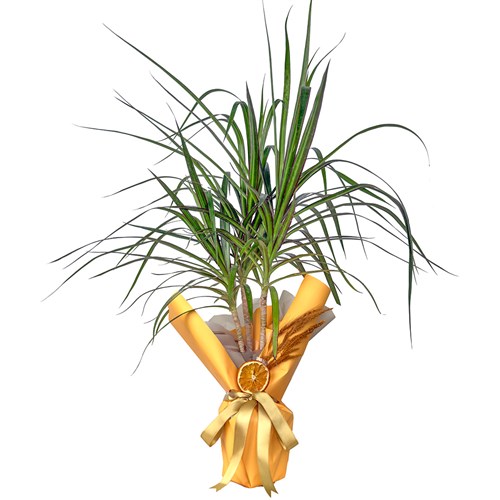 Dracaena Marginata - Tek Gövdeli Hediye Paketli