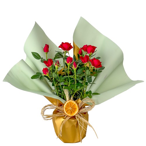 Kırmızı Minyatür Gül (Mini Rose) Hediye Paketli