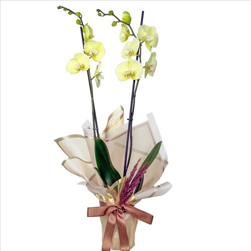 Sarı Orkide (Yellow Orchid) Hediye Paketli