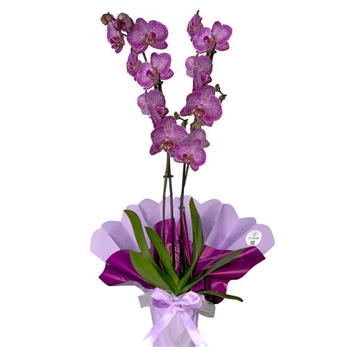 Mor Alacalı Orkide (Harlequin Orchid) Hediye Paketli