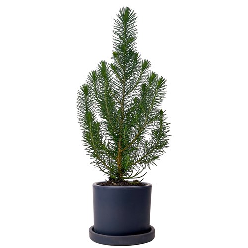 Fıstık Çamı (Pinus Pinea-Silver Crest) Ruby