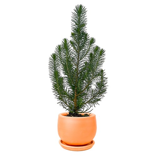 Fıstık Çamı (Pinus Pinea-Silver Crest) Curvy