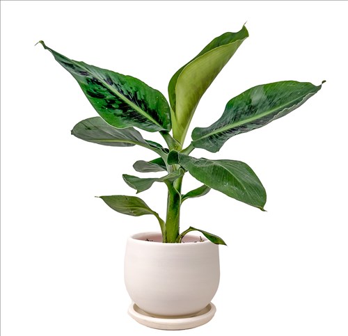 Bodur Muz (Musa Dwarf Cavendish) Curvy