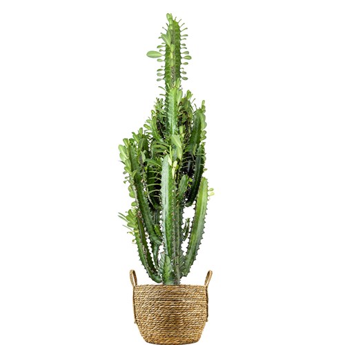 Kaktüs (Euphorbia Trigona) Hasır Saksılı