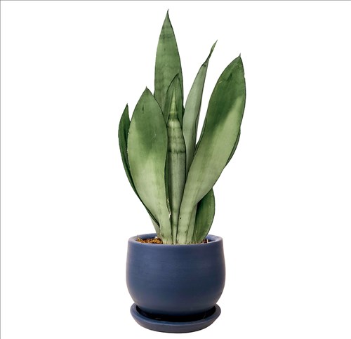 Paşa Kılıcı Mini (Sansevieria Moonshine) Curvy