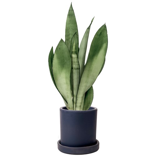 Paşa Kılıcı Mini (Sansevieria Moonshine) Ruby