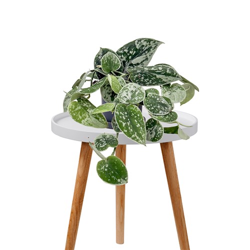 Mini Scindapsus Pictus - Ruby