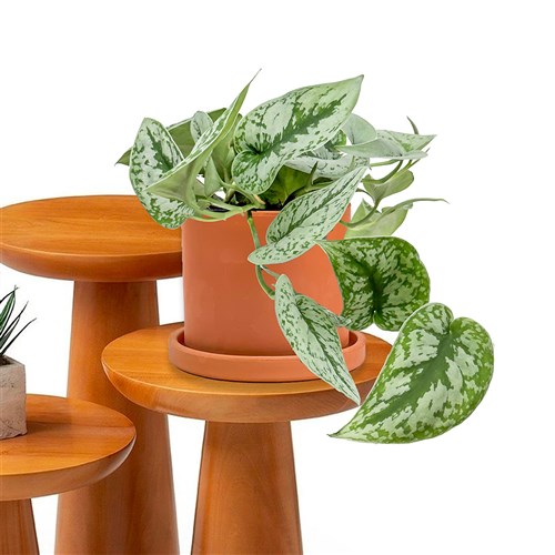 Scindapsus Pictus Ruby