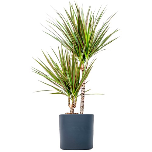 Dracaena Marginata Bicolor - 2 Gövdeli Ruby