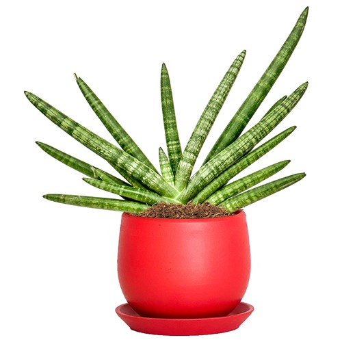 Paşa Kılıcı (Cylindrica Skyline) Curvy