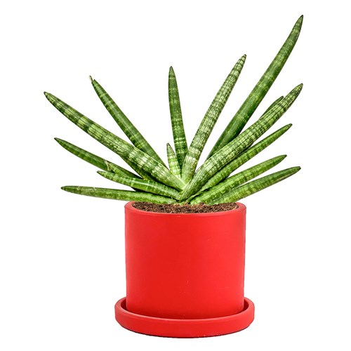 Paşa Kılıcı (Cylindrica Skyline) Ruby