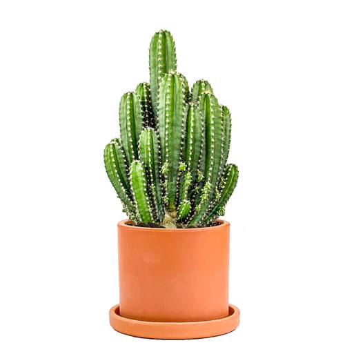 Radyasyon Emici Florida Kaktüs - Ruby