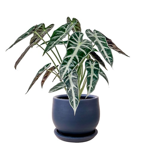 Fil Kulağı (Alocasia Polly) Curvy