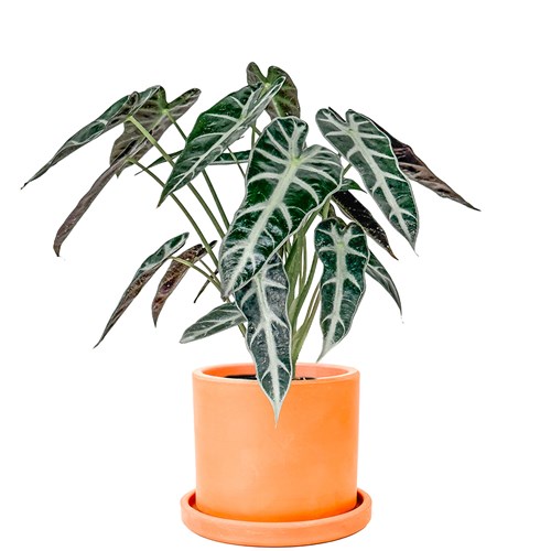 Fil Kulağı (Alocasia Polly) Ruby