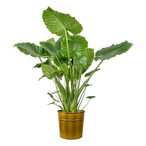 Fil Kulağı XL (Alocasia) Metal Saksılı