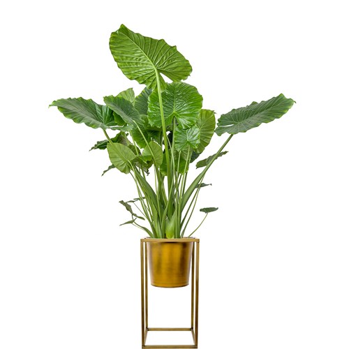 Fil Kulağı (Alocasia) XL Ayaklı Gold Metal Saksılı