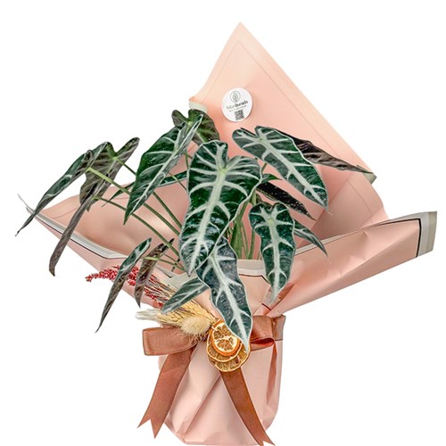 Fil Kulağı (Alocasia Polly) Hediye Paketli