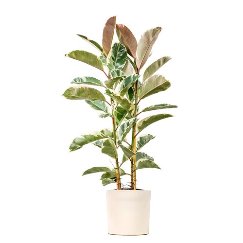 Beyaz Alacalı Kauçuk - 2 Gövdeli - Large (Ficus Elastica Tineke) Ruby