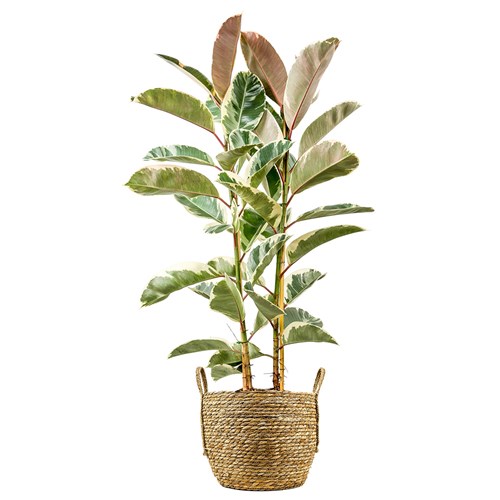 Beyaz Alacalı Kauçuk - 2 Gövdeli - Large (Ficus Elastica Tineke) Hasır Saksılı