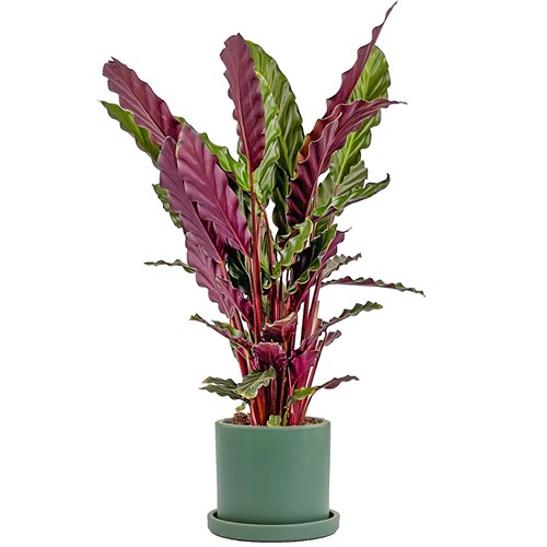 Kalatya Mini (Calathea Rufibarba Green) Ruby
