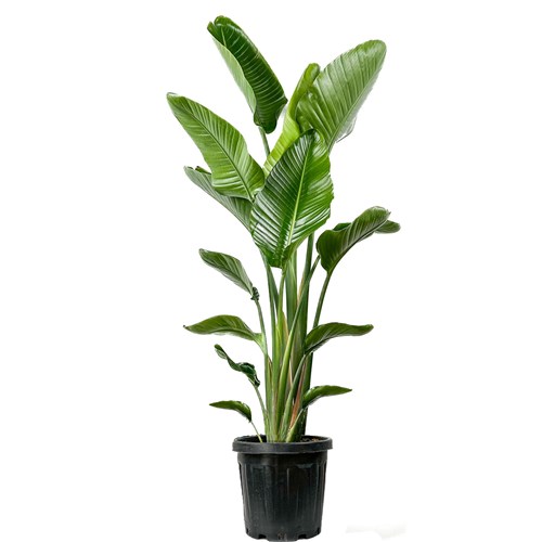 Starliçe XL (Strelitzia Nicolai)