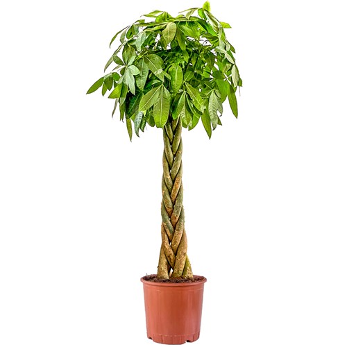 Örgülü Para Ağacı XL (Pachira Aquatica)