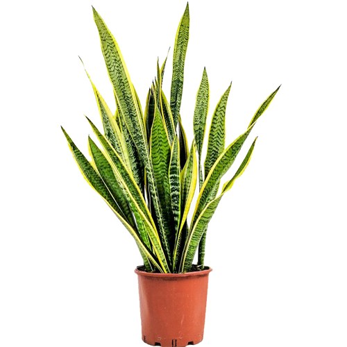 Paşa Kılıcı XL (Sansevieria Laurentii)