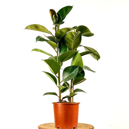 Kauçuk - 2 Gövdeli (Ficus Elastica)
