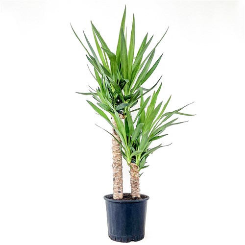 Yuka 2 Gövdeli (Yucca Massengena)