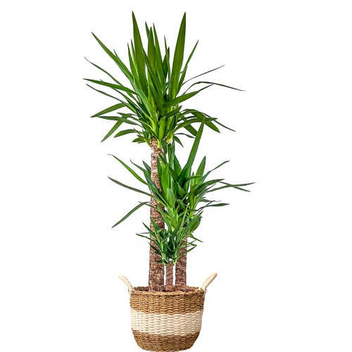 Yuka 3 Gövdeli (Yucca Massengena) Hasır Saksılı