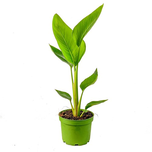 Starliçe Mini (Strelitzia Nicolai)