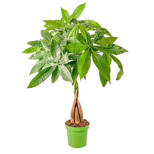 Örgülü Para Ağacı (Pachira Aquatica)