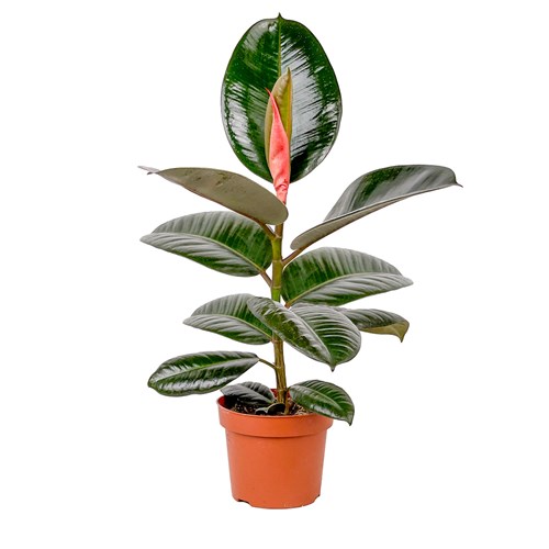 Kauçuk - (Ficus Elastica Robusta)