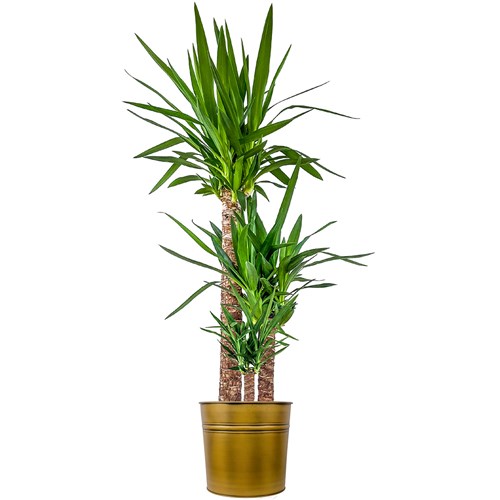 Yuka 3 Gövdeli (Yucca Massengena) Metal Saksılı