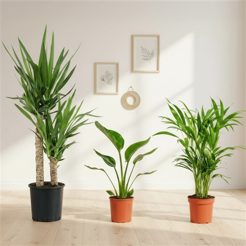 Popüler Salon Bitki Seti 3 ( Starliçe - Yuka - Areka Palmiyesi )