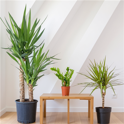 Bakımı En Kolay Bitkiler Seti 2 ( Yuka - Marginata - Zamia )