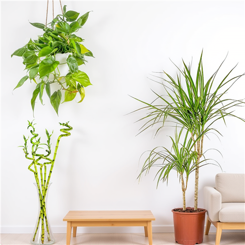 Az Işığa Uyumlu Bitkiler Seti ( Salon Sarmaşığı - Marginata - Şans Bambusu )