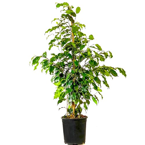 Benjamin (Ficus Benjamina Danielle)