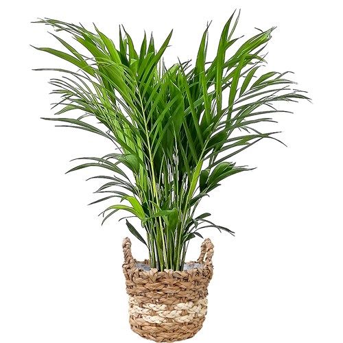Areka Palmiyesi (Dypsis Lutescens) Bold Hasır Saksılı