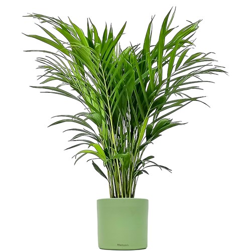 Areka Palmiyesi (Dypsis Lutescens) Ruby