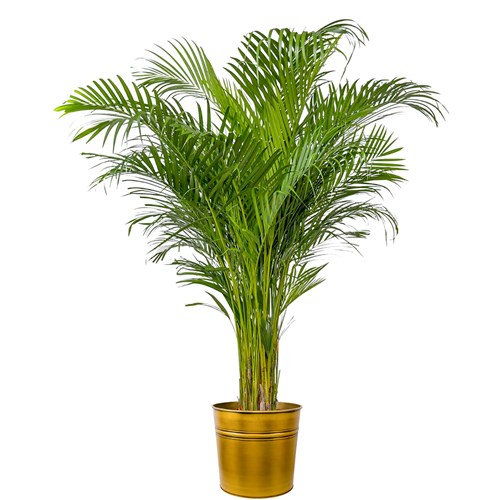 Areka Palmiyesi XL (Dypsis Lutescens) Metal Saksılı