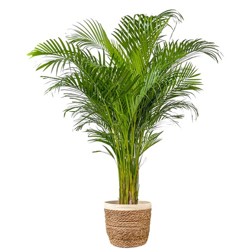 Areka Palmiyesi XL (Dypsis Lutescens) Hasır Saksılı