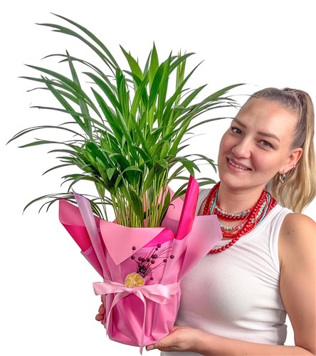 Areka Palmiyesi (Dypsis Lutescens) Hediye Paketli