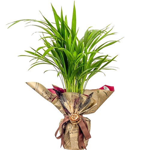 Areka Palmiyesi Mini (Dypsis Lutescens) Hediye Paketli