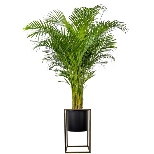 Areka Palmiyesi XL (Dypsis Lutescens) Ayaklı Siyah Metal Saksılı